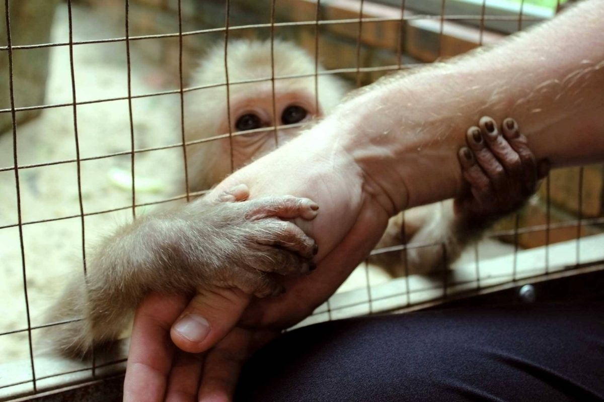 The Dangers Of The Exotic Pet Trade | Black Pine Animal Sanctuary