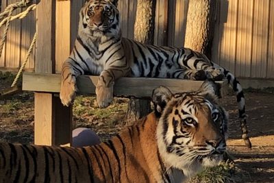 Tigers relaxing in the sunset during Black Pine's summer event