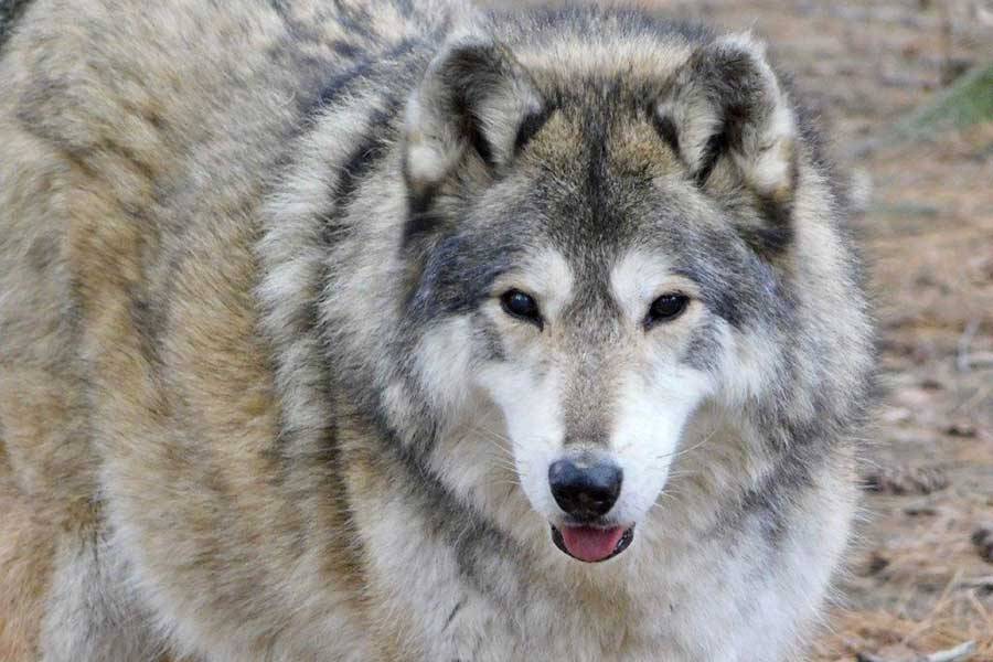 Wolves | Black Pine Animal Sanctuary