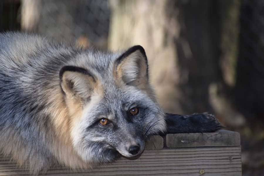 Foxes | Black Pine Animal Sanctuary